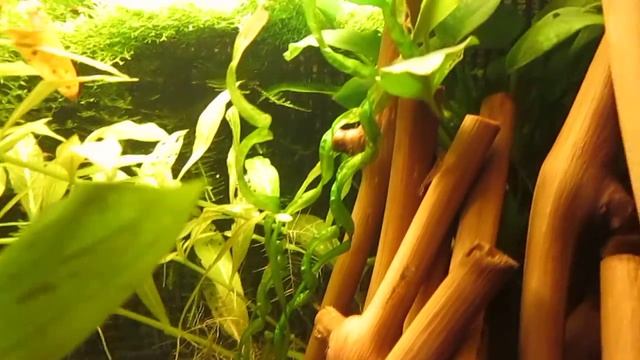 аквариум на 50 литров смотреть онлайн