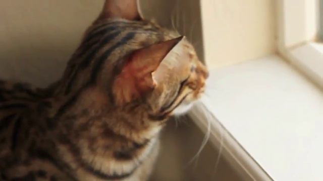 Кот разговаривает с газонокосилкой смотреть онлайн