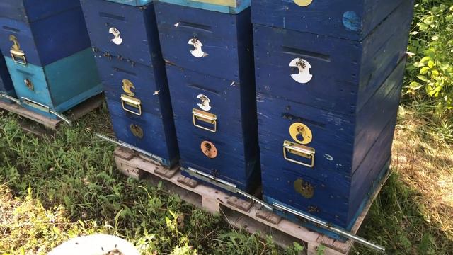 ПЧЕЛА !!! Водопой!! Качаем мёд с акации,Собственная .мед акация, липа. смотреть онлайн