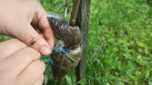 Воздушные отводки. Размножаем плодовые и розы