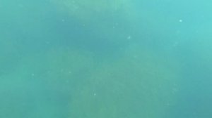 Дорада. Подводная охота в Черном море.