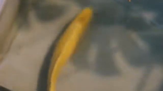 Рыба под мостом в террариуме Новосибирского Зоопарка. 10.08.2013 смотреть онлайн