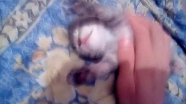 Котёнок серый смотреть онлайн