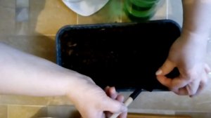 Сажаем ягоду Санберри на рассаду