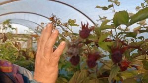 Малина Маравилла убийца всех сортов малины (тест-сравнение)