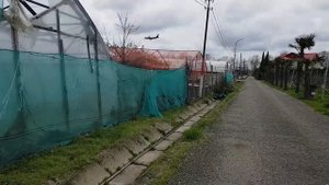 Сад киви в СОЧИ | Субтропический рай в отдельно вазятом городе