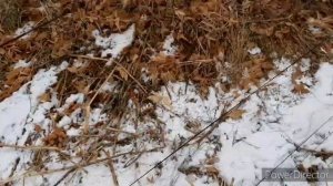 ЛОВЛЯ ЩЕГЛОВ, ОВСЯНОК. И Т.Д. 3 ЧАСТЬ ЗАКЛЮЧИТЕЛЬНАЯ? 23.10.20.