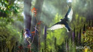 Медитация пение птиц | Шум леса. || Meditation to the singing of birds | The noise of the forest .