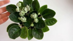 Как поливать фиалки. ВАЖНЫЕ моменты!!! Как определить что фиалку нужно полить.