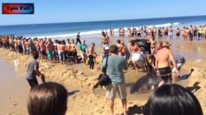 Туристы на пляже спасли белую акулу