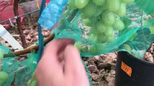 Виноград Аркадия