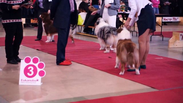 08/02/15 "Мистер Пес" аусси сравнение ЛПП смотреть онлайн