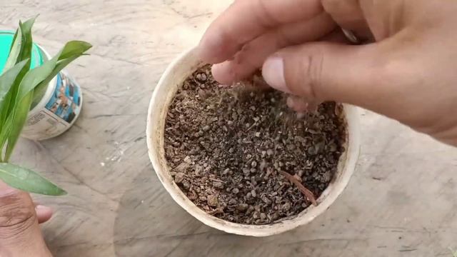 How to grow dianthus from cuttings | dianthus plant care | dianthus cuttings | dianthus Propagation смотреть онлайн