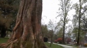 Metasekvoja (Metasequoia glyptostroboides), Park Velenje, Slovenija