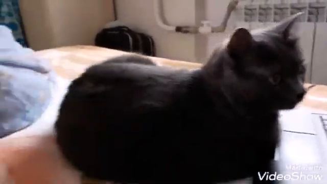 Кошки смотрят кошачье кино