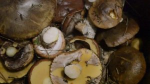 Грибочки.  Маслята.  Чистим и замораживаем.