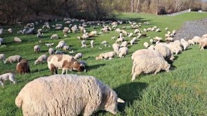 Пастух и овцы. Весна в Германии.