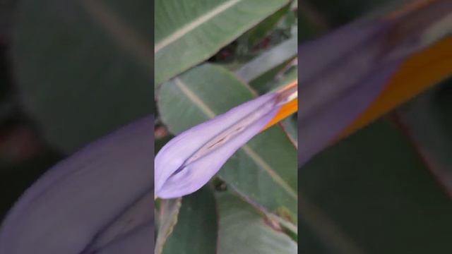Bird of Paradise | Crane flower | Prema's Garden смотреть онлайн