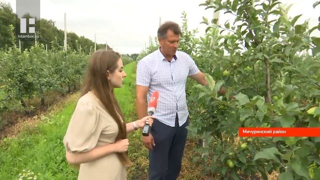 Яблоки из Мичуринска появятся на прилавках крупнейших магазинов Тамбовской области смотреть онлайн