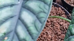 bertani alocasia|alocasia dragon scale