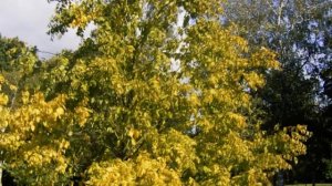 Сколько на свете видов берез. Виды берез. СДК с. Отрадное. ЭКОэстафета «Растем вместе».