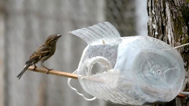 Футаж воробьи в кормушке 5 смотреть онлайн