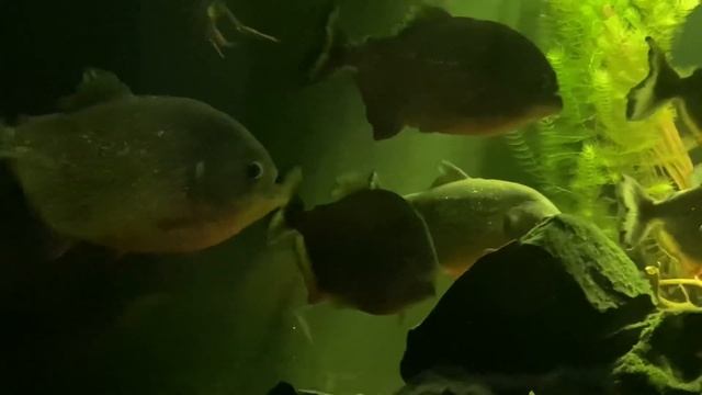 Пираньи в домашних условиях смотреть онлайн