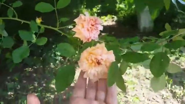 Роза Алоха смотреть онлайн