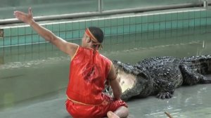 Кормление крокодила