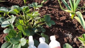 Аммиак для Клубники! За или против?