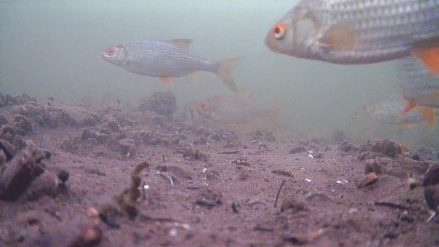 На какой глубине больше рыбы? Изучаем подводный мир Белоярского водохранилища.