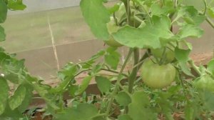 Подкормка томата