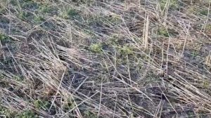 Выращивание оз.рапса. No-till 26.10.2019.Состояние посевов