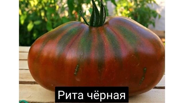 Коллекционные сорта томатов для посевного сезона 2021г  часть-1
