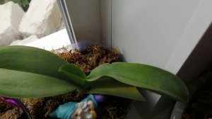 Чёрная сухая гниль, как я спасла орхидею. #моишестьсоток