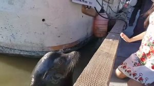 Морской Лев утащил девочку в воду