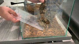 Пересадка очень ядовитого паука! Poecilotheria regalis !