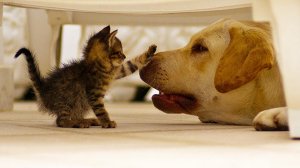 Смешные домашние животные / Приколы с кошками и собаками