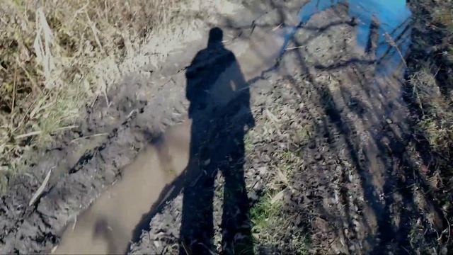 Охота на фазана по чернотропу с собакой русский охотничий спаниель.