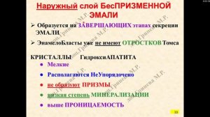 Гистология. Строение зубов. Эмаль, цемент