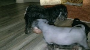 Цвергшнауцер.Нам 1,5 месяца .Что уже умеем делать.