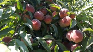Искусство вырастить персик.