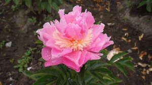 Пион PAREE FRU FRU 23.05.2016