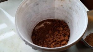 Николаевские голуби  Липецкая область