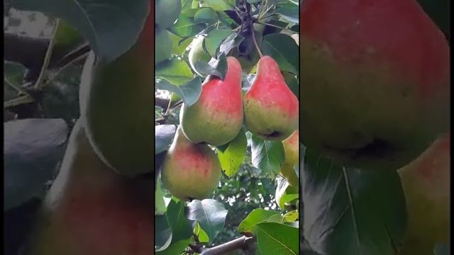 Груша краснобокая
