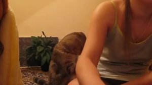 Погладь кота