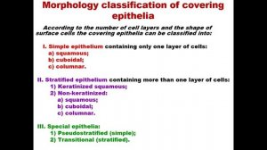 Solodova E.K. Epithelial tissues