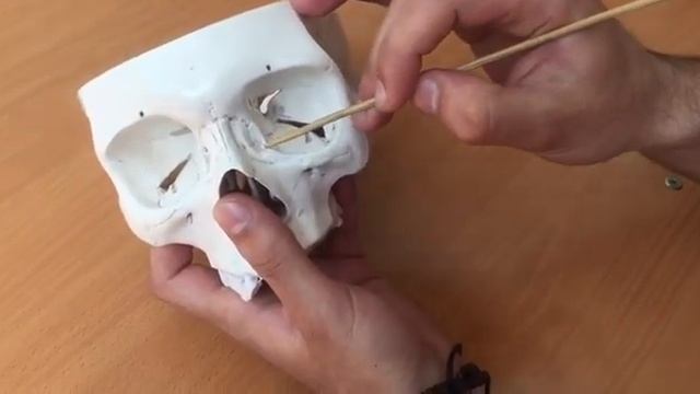 Глазница.Топография