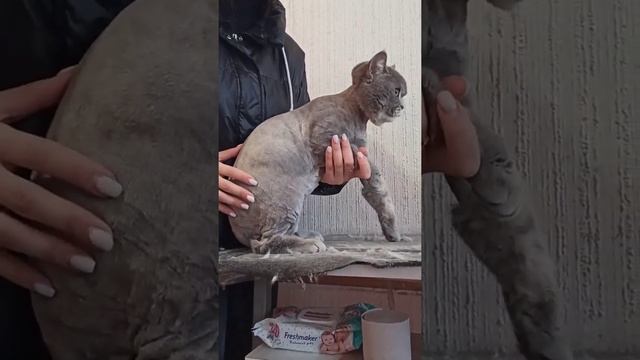 The cat is trimmed so as not to shed. / Кошка подстрижена чтоб не линять.