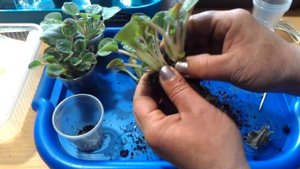 Фиалки. Отделяем деток от листа и рассаживаем.